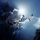 雲と眩しい太陽を背景に天高く飛ぶ鳥の逆光のシルエット